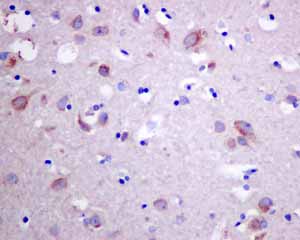 Immunohistochemical analysis of paraffin embedded Human normal brain tissue using ab154794 showing +ve staining.