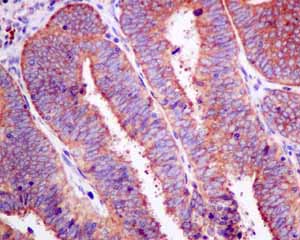 Immunohistochemical analysis of paraffin embedded Human normal uterus tissue using ab154794 showing +ve staining.