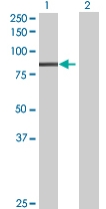 All lanes : Anti-PLK3 antibody (ab67922) at 1/500 dilutionLane 1 : PLK3 transfected 293T cell lysateLane 2 : Non-transfected 293T cell lysateLysates/proteins at 25 µg per lane.SecondaryGoat anti-mouse IgG (H&L)-HRP at 1/2000 dilution