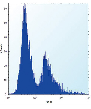 Flow cytometric analysis of U251 cells labeling PLOD1 with ab171140 at 1/10 dilution (right histogram) compared to negative control cells (left histogram). FITC-conjugated goat-anti-rabbit secondary antibodies were used for the analysis.