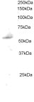 Anti-PLRG1 antibody (ab1372) + Lysate prepared from mouse kidney extract at 35 µg