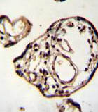 Immunohistochemical analysis of formalin-fixed, paraffin-embedded Human placenta tissue labeling PM20D2 with ab171142 at 1/50 dilution, followed by peroxidase conjugation of the secondary antibody and DAB staining.