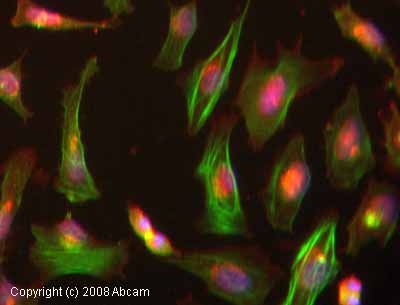 ICC/IF image of ab684 stained HeLa cells. The cells were 4% PFA fixed (10 min) and then incubated in 1% BSA / 10% normal goat serum / 0.3M glycine in 0.1% PBS-Tween for 1h to permeabilise the cells and block non-specific protein-protein interactions. The cells were then incubated with the antibody (ab684, 1 µg/ml) overnight at +4°C. The secondary antibody (green) was Alexa Fluor® 488 goat anti-mouse IgG (H+L) used at a 1/1000 dilution for 1h. Alexa Fluor® 594 WGA was used to label plasma membranes (red) at a 1/200 dilution for 1h. DAPI was used to stain the cell nuclei (blue). This antibody also gave a positive IF result in Hek293, HepG2 and MCF7 cells.