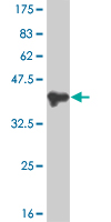 Western blot against tagged recombinant protein immunogen using ab57279 PMS1 antibody at 1ug/ml.