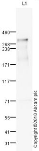 Anti-NG2 antibody (ab83178) at 1 µg/ml + Skin (Human) Tissue Lysate - adult normal tissue (ab30166) at 10 µgSecondaryGoat polyclonal to Rabbit IgG - H&L - Pre-Adsorbed (HRP) at 1/3000 dilutiondeveloped using the ECL techniquePerformed under reducing conditions.