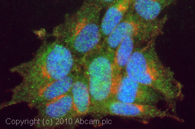 ICC/IF image of ab41559 stained SHSY5Y cells. The cells were 4% formaldehyde fixed (10 min) and then incubated in 1%BSA / 10% normal goat serum / 0.3M glycine in 0.1% PBS-Tween for 1h to permeabilise the cells and block non-specific protein-protein interactions. The cells were then incubated with the antibody (ab41559, 5µg/ml) overnight at +4°C. The secondary antibody (green) was Alexa Fluor® 488 goat anti-rabbit IgG (H+L) used at a 1/1000 dilution for 1h. Alexa Fluor® 594 WGA was used to label plasma membranes (red) at a 1/200 dilution for 1h. DAPI was used to stain the cell nuclei (blue) at a concentration of 1.43µM.