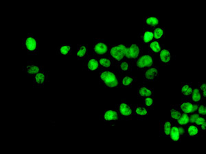 Immunofluorescent staining of HepG2 cells labeling POGZ with ab167408 at 1/100 dilution.