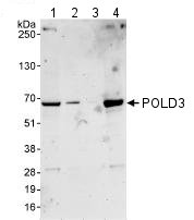 All lanes : Anti-POLD3 antibody (ab74307) at 0.1 µg/mlLane 1 : Whole cell lysate from HeLa cells at 50 µgLane 2 : Whole cell lysate from HeLa cells at 15 µgLane 3 : Whole cell lysate from HeLa cells at 5 µgLane 4 : Whole cell lysate from 293T cells at 50 µg