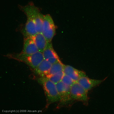 ICC/IF image of ab22770 stained human Hek293 cells. The cells were methanol fixed (5 min), permabilised in 0.1% PBS-Tween (20 min) and incubated with the antibody (ab22770, 1µg/ml) for 1h at room temperature. 1%BSA / 10% normal goat serum / 0.3M glycine was used to block non-specific protein-protein interactions. The secondary antibody (green) was Alexa Fluor® 488 goat anti-rabbit IgG (H+L) used at a 1/1000 dilution for 1h. Alexa Fluor® 594 WGA was used to label plasma membranes (red). DAPI was used to stain the cell nuclei (blue).