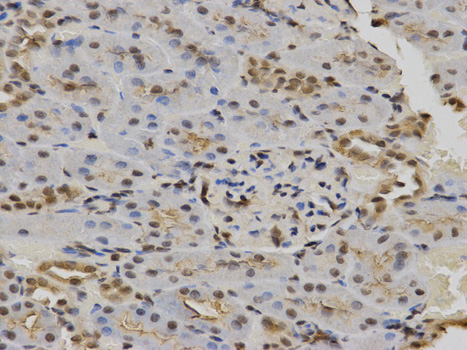Immunohistochemistry (Formalin/PFA-fixed paraffin-embedded sections) analysis of rat kidney tissue labelling POLR2C with ab186867 at 1/100. Magnification: 400x.