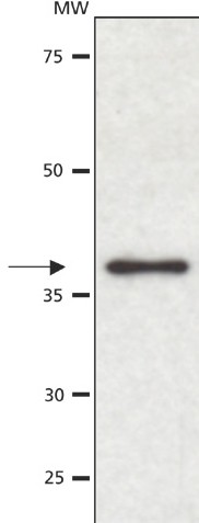 Anti-PON1 antibody (ab53193) at 2 µg/ml + Whole extract of human HT29 cells SecondaryGoat anti-Rabbit IgG, peroxidase conjugate