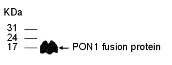 Anti-PON1 antibody (ab26930) at 1/3000 dilution + E. coli derived proteinSecondaryGoat anti IgY HRP at 1/10000 dilutiondeveloped using the ECL technique