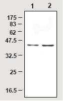 All lanes : Anti-PON1 antibody [17A12] (ab24261) at 1/500 dilutionLane 1 : HeLa cell lysates.Lane 2 : HepG2 cell lysates.
