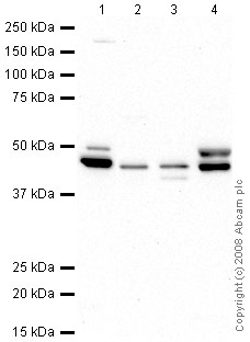 All lanes : Anti-PON3 antibody (ab42322) at 1 µg/mlLane 1 : Skeletal Muscle (Human) Tissue Lysate - adult normal tissue (ab29330)Lane 2 : Liver (Mouse) Tissue Lysate - normal tissueLane 3 : Liver (Rat) Tissue LysateLane 4 : Skeletal Muscle (Rat) Tissue Lysate - normal tissue (ab29376)Lysates/proteins at 10 µg per lane.SecondaryGoat polyclonal to Rabbit IgG - H&L - Pre-Adsorbed (HRP) at 1/3000 dilutionPerformed under reducing conditions.