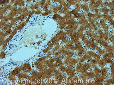IHC image of ab71994 staining in human normal liver formalin fixed paraffin embedded tissue section, performed on a Leica BondTM system using the standard protocol F. The section was pre-treated using heat mediated antigen retrieval with sodium citrate buffer (pH6, epitope retrieval solution 1) for 20 mins. The section was then incubated with ab71994, 1µg/ml, for 15 mins at room temperature and detected using an HRP conjugated compact polymer system. DAB was used as the chromogen. The section was then counterstained with haematoxylin and mounted with DPX.For other IHC staining systems (automated and non-automated) customers should optimize variable parameters such as antigen retrieval conditions, primary antibody concentration and antibody incubation times.