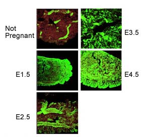 ab105543 staining PORCN in murine uterus tissue by Immunohistochemistry (PFA perfusion fixed frozen sections).Tissue was fixed in 4% PFA, blocked with 2% goat serum and then incubated with ab105543 at a 1/300 dilution at 4°C overnight. The secondary used was used at a 1/1000 dilution. Counterstain P.I. – 1/5000.