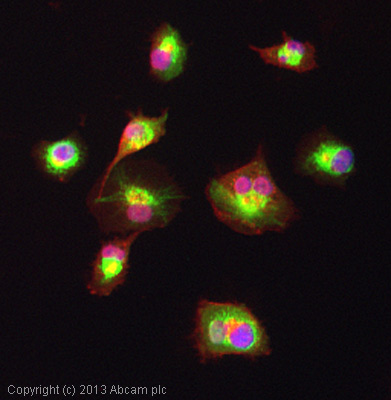 ICC/IF image of ab105543 stained Panc-1 cells. The cells were 4% paraformaldehyde fixed (10 min) and then incubated in 1%BSA / 10% normal goat serum / 0.3M glycine in 0.1% PBS-Tween for 1h to permeabilise the cells and block non-specific protein-protein interactions. The cells were then incubated with the antibody (ab105543, 1µg/ml) overnight at +4°C. The secondary antibody (green) was ab96899, DyLight® 488 goat anti-rabbit IgG (H+L) used at a 1/250 dilution for 1h. Alexa Fluor® 594 WGA was used to label plasma membranes (red) at a 1/200 dilution for 1h. DAPI was used to stain the cell nuclei (blue) at a concentration of 1.43µM.