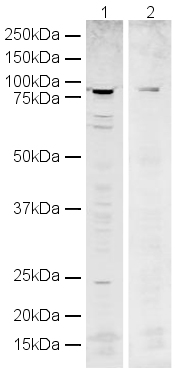 All lanes : Anti-POT1 antibody (ab21382) at 1 µg/mlLane 1 : HeLa whole cell lysateLane 2 : HeLa whole cell lysate with Human POT1 peptide (ab23432) at 1 µg/mlLysates/proteins at 20 µg per lane.SecondaryAlexa Fluor Goat polyclonal to Rabbit IgG (700) at 1/10000 dilution