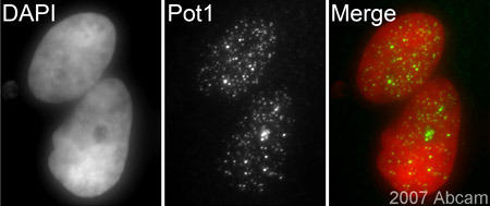 ab21382, at a 1/200 dilution, detecting Pot1 in methanol-fixed assynchronous Hela cells. Secondary antibody: goat anti-rabbit IgG conjugated to Cy3; Counterstain: DAPI; Please refer to abreview for further details.See Abreview