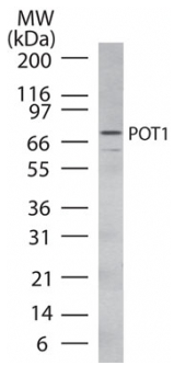 Anti-POT1 antibody (ab47082) at 2 µg/ml + HL60 cell lysate