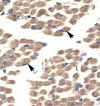 Ab26045 at a 4.0-8.0 ug/ml dilution, staining paraffin embedded human muscle tissue by Immunohistochemistry. Cells with positive label are skeletal muscle cells, and are indicated with arrows.
