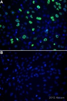 ab94977 staining POU3F2 Figure A: Human immortalized Schwann cells transfected with mouse Brn2, fixed and stained 2 days post transfection under conditions specified in above review. Figure B: Non-transfected control under the same staining conditions by ICC/IF (Immunocytochemistry/immunofluorescence). Cells were fixed with Paraformaldehyde, permeabilized with Triton X-100 0.3% in PBS for 10 mins at 21°C and blocked with 5% normal Goat serum for 1 hour at 25°C. Samples were incubated with primary antibody (1/1000 in 5% Goat serum) for 22 hour at 4°C. An Alexa Fluor®488-conjugated Goat anti-Rabbit IgG polyclonal (1/500) was used as the secondary antibody for 2 hours at 25°C.See Abreview
