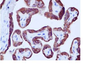 Immunohistochemical analysis of Paraffin-embedded Human placenta tissue labeling PP11 with ab185209 at 1/100 dilution followed by pre-diluted HRP-conjugated secondary antibody and counter-stained with Hematoxylin.