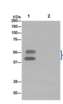 Western blot analysis of immunoprecipitation pellet from Human fetal skin lysate immunoprecipitated using ab185209 at 1/50 dilution (lane 1) or PBS control (lane 2).Secondary: Anti-Rabbit IgG (HRP), specific to the non-reduced form of IgG at 1/1500 dilution.
