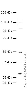 Anti-PP14397 antibody (ab36759) at 1 µg/ml + Jurkat (Human T cell lymphoblast-like cell line) Whole Cell Lysate (ab7899) at 10 µl/ml bufferSecondaryIRDye 680 Conjugated Goat Anti-Rabbit IgG (H+L) at 1/15000 dilutionPerformed under reducing conditions.