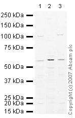 All lanes : Anti-PP5 antibody (ab26053) at 1 µg/mlLane 1 : Brain (Mouse) Tissue Lysate Lane 2 : Testis (Mouse) Tissue Lysate - normal tissue Lane 3 : Brain (Rat) Tissue Lysate - normal tissue Lysates/proteins at 10 µg per lane.SecondaryIRDye 680 Conjugated Goat Anti-Rabbit IgG (H+L) at 1/10000 dilutionPerformed under reducing conditions.