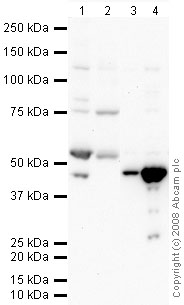 All lanes : Anti-PPAR alpha antibody (ab45859) at 1 µg/mlLane 1 : Brain (Mouse) Tissue LysateLane 2 : Testis (Mouse) Tissue Lysate - normal tissueLane 3 : Heart (Mouse) Tissue LysateLane 4 : Skeletal Muscle (Mouse) Tissue Lysate (ab29711)Lysates/proteins at 10 µg per lane.SecondaryGoat polyclonal to Rabbit IgG - H&L - Pre-Adsorbed (HRP) at 1/3000 dilutionPerformed under reducing conditions.