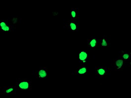 ab119416, staining PPAR alpha by immunocytochemistry on COS7 cells transiently transfected with pCMV6-ENTRY PPARA.