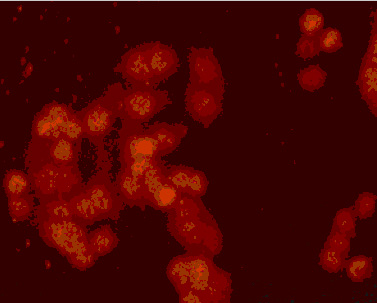 Immunofluorescent staining of HT-29 cells (ab3952) (nuclear staining) using ab23673.