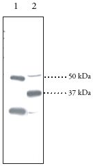 All lanes : Anti-PPAR delta antibody (ab23673)Lane 1 : Human cerebral cortex (30ug)Lane 2 : Murine liver (30ug)