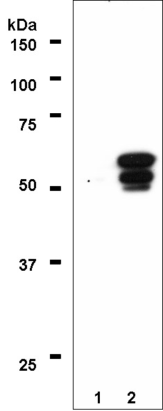 All lanes : Anti-PPAR gamma 1+2 antibody [A3409A] - ChIP Grade (ab41928) at 1 µg/mlLane 1 : Nuclear lysate of non induced 3T3l-1 cells Lane 2 : Nuclear lysate of 3T3l-1 cells induced for adipocyte differentiationLysates/proteins at 20 µg per lane.