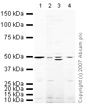 All lanes : Anti-PPAR gamma antibody (ab27649) at 1 µg/mlLane 1 : Heart (Mouse) Tissue Lysate Lane 2 : Testis (Mouse) Tissue Lysate Lane 3 : Ovary (Mouse) Tissue Lysate - normal tissue Lane 4 : Heart (Rat) Tissue Lysate Lysates/proteins at 10 µg per lane.SecondaryIRDye 680 Conjugated Goat Anti-Rabbit IgG (H+L) at 1/10000 dilutionPerformed under reducing conditions.