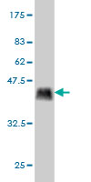 Western blot against tagged recombinant protein immunogen using ab56485 PPIG antibody at 1ug/ml.