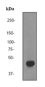 Anti-PPM1A antibody [EP1684Y] (ab76574) at 1/2000 dilution + SH-SY5Y cell lysate at 10 µgSecondaryHRP labelled goat anti-rabbit at 1/2000 dilution