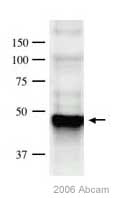 Anti-PPM1A antibody [p6c7] (ab14824) at 1/1000 dilution + HeLa whole cell lysateSecondaryHRP conjugated anti-mouse antibodydeveloped using the ECL techniquePerformed under reducing conditions.