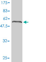 Western blot against tagged recombinant protein immunogen using ab58146 PPM1B antibody at 1ug/ml.