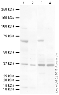 All lanes : Anti-PPM1K antibody (ab135286) at 1 µg/mlLane 1 : Heart (Human) Tissue Lysate - adult normal tissue (ab29431)Lane 2 : Heart (Mouse) Tissue LysateLane 3 : Skeletal Muscle (Human) Tissue Lysate - adult normal tissue (ab29330)Lane 4 : Skeletal Muscle (Mouse) Tissue LysateLysates/proteins at 10 µg per lane.SecondaryGoat Anti-Rabbit IgG H&L (HRP) (ab97051) at 1/10000 dilutiondeveloped using the ECL techniquePerformed under reducing conditions.