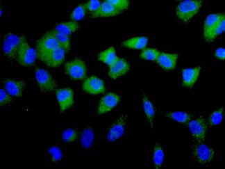 Immunocytochemistry/ Immunofluorescence analysis of A549 cells labeling PPOX with ab170412 at a 1/100 dilution (green). DAPI nuclear staining (blue).