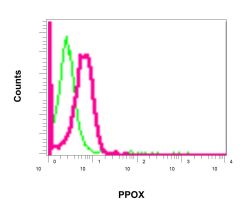 Flow cytometric analysis of permeabilized HT-1080 cells using ab170412 (red) at a 1/100 dilution or a rabbit IgG (negative) (green).