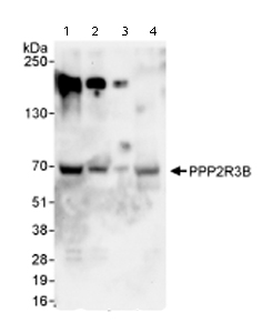 All lanes : Anti-PPP2R3B antibody (ab72027) at 0.1 µg/mlLane 1 : Whole cell lysate from Hela cells at 50 µgLane 2 : Whole cell lysate from Hela cells at 15 µgLane 3 : Whole cell lysate from Hela cells at 5 µgLane 4 : Whole cell lysate from 293T cells at 50 µg