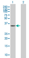 All lanes : Anti-PPP2R4 antibody (ab67066) at 1/500 dilutionLane 1 : PPP2R4 transfected 293T cell lysateLane 2 : Non-transfected 293T cell lysateLysates/proteins at 25 µg/ml per lane.SecondaryGoat Anti-Mouse IgG (H&L)-HRP Conjugate at 1/2500 dilution