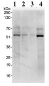 All lanes : Anti-PRAK antibody (ab93800) at 0.04 µg/mlLane 1 : HeLa whole cell lysate at 50 µgLane 2 : HeLa whole cell lysate at 15 µgLane 3 : HeLa whole cell lysate at 5 µgLane 4 : 293T whole cell lysate at 50 µgdeveloped using the ECL technique
