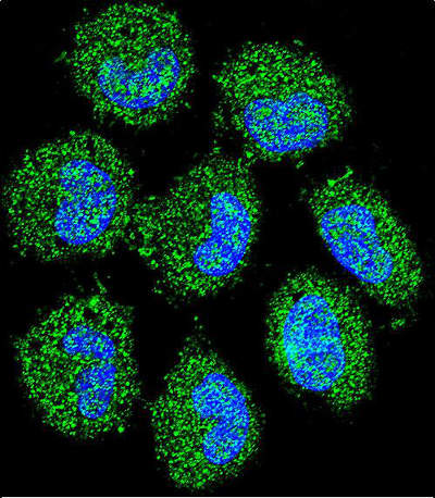 Immunofluorescent analysis of NCI-H460 cells labeling PRAMEF6 with ab170425 at 1/10 dilution, followed by secondary antibody labeling with Alexa Fluor 488-conjugated goat anti-rabbit lgG (green). DAPI was used to stain the cell nuclear (blue).