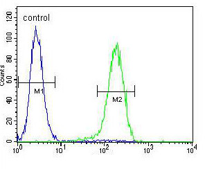 Flow cytometric analysis of NCI-H460 cells labeling PRAMEF6 with ab170425 at 1/10 dilution (right histogram) compared to a negative control cell (left histogram). FITC-conjugated goat-anti-rabbit secondary antibodies were used for the analysis.
