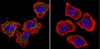 Immunofluorescent analysis of PRC1 using PRC1 Monoclonal Antibody (16F2) (ab119338) shows staining in Hela Cells. PRC1 (green), F-Actin staining with Phalloidin (red) and nuclei with DAPI (blue) is shown. Cells were grown on chamber slides and fixed with formaldehyde prior to staining. Cells were probed without (control) or with an antibody recognizing PRC1 (ab119338) at a dilution of 1:100 over night at 4oC, washed with PBS and incubated with a DyLight-488 conjugated secondary antibody. Images were taken at 60X magnification.
