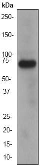 Anti-PRC1 antibody [EP1513Y] (ab51248) at 1/10000 dilution + HeLa cell lysate at 10 µgSecondaryGoat anti-rabbit HRP labeled at 1/2000 dilution
